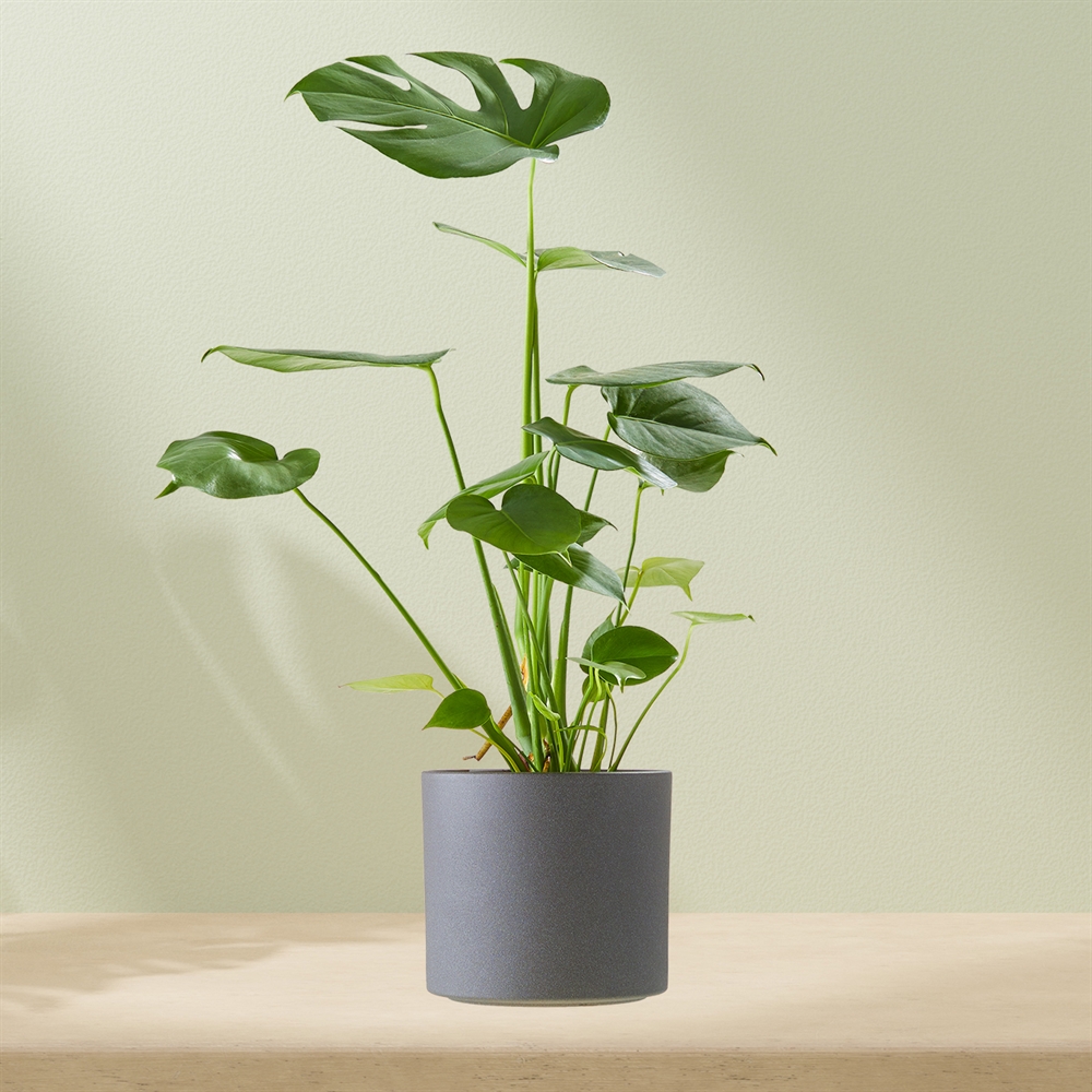 Monstera incl. pot